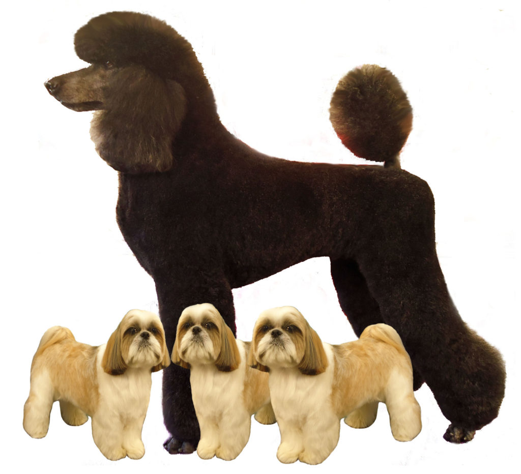 Standard poodle w_3 shihtzues_edited-1