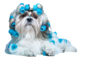 dog in curlers