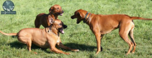 Photo showing aggressive dog body language