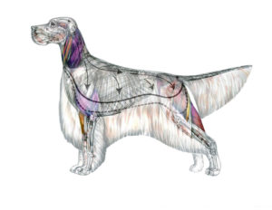 Photo of the canine anatomy