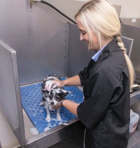 Photo of a dog grooming student bathing a dog during the grooming process