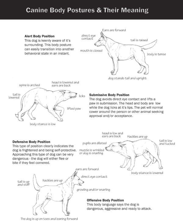 Level-1.3-Canine-Body-Postures-&-Their-Meaning-Pos2 - Paragon School of ...