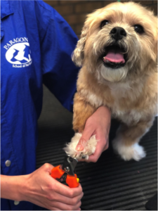 image illustrating the correct way to trim a dogs nails at a professional dog grooming school program online