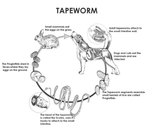 TapewormLifecycleChart - Paragon School of Pet Grooming