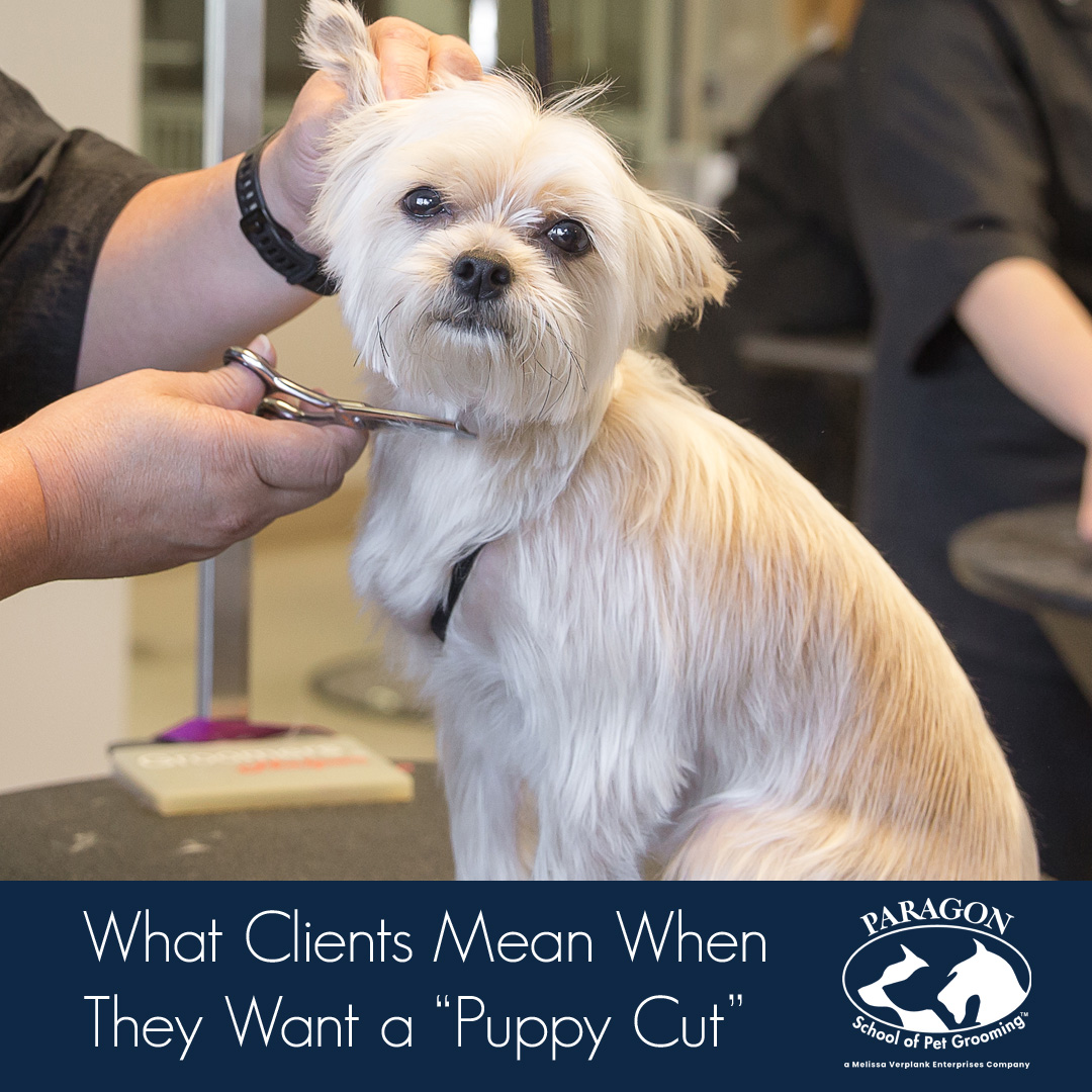insultă Venire a uita  What Do Clients Mean When They Ask for a Puppy Cut? - Paragon School of Pet  Grooming