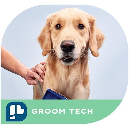 level 1 online dog grooming course enrollment